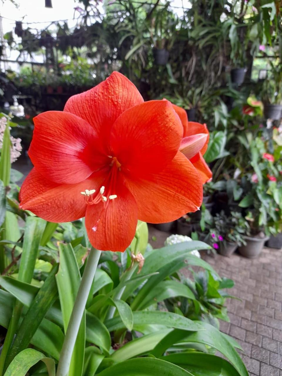 Ella Flower Garden Resort Zewnętrze zdjęcie